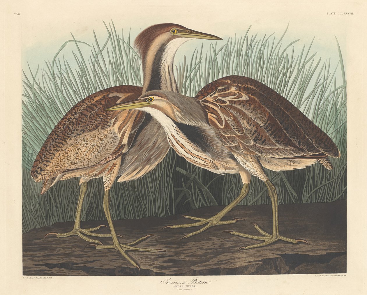 amerikan acı by Robert Havell after John James Audubon