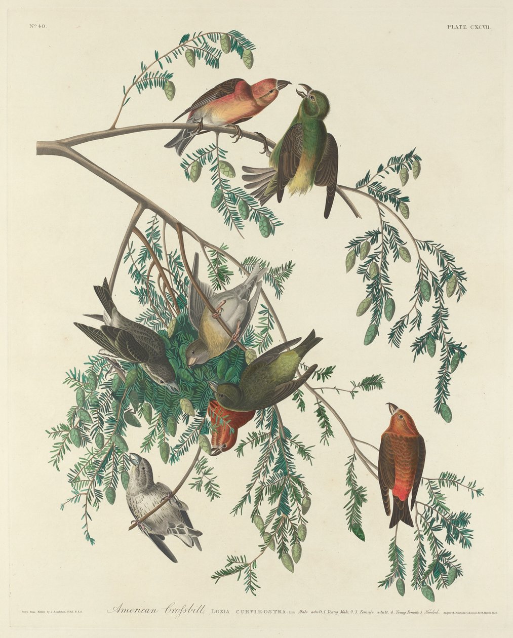 amerikan faturası by Robert Havell after John James Audubon