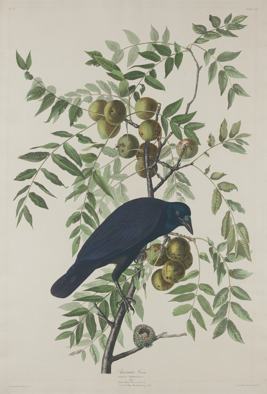 amerikan kargası by Robert Havell after John James Audubon