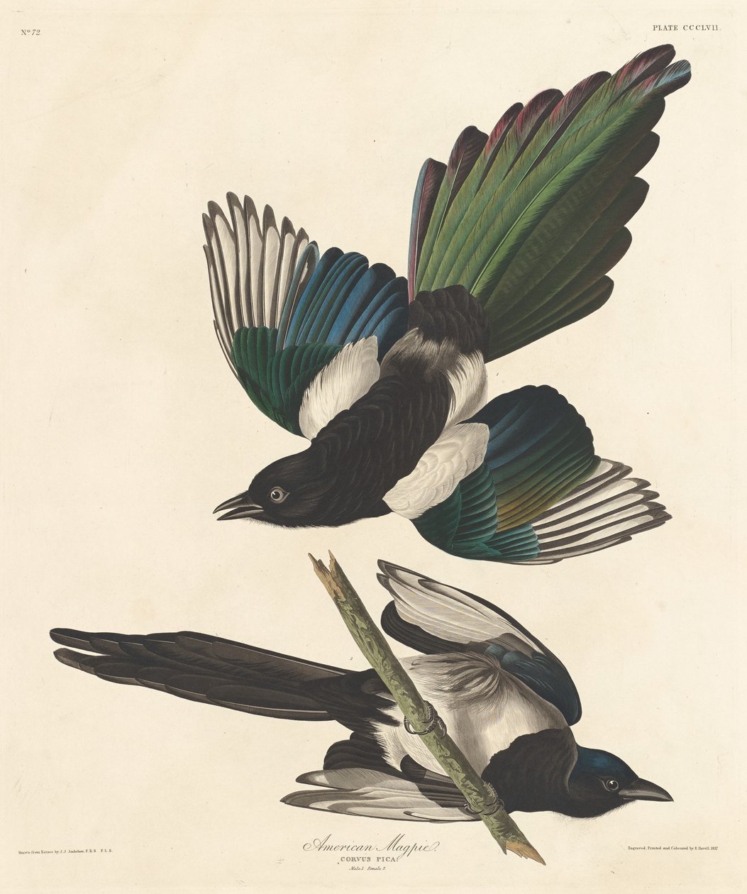 amerikan saksağan by Robert Havell after John James Audubon
