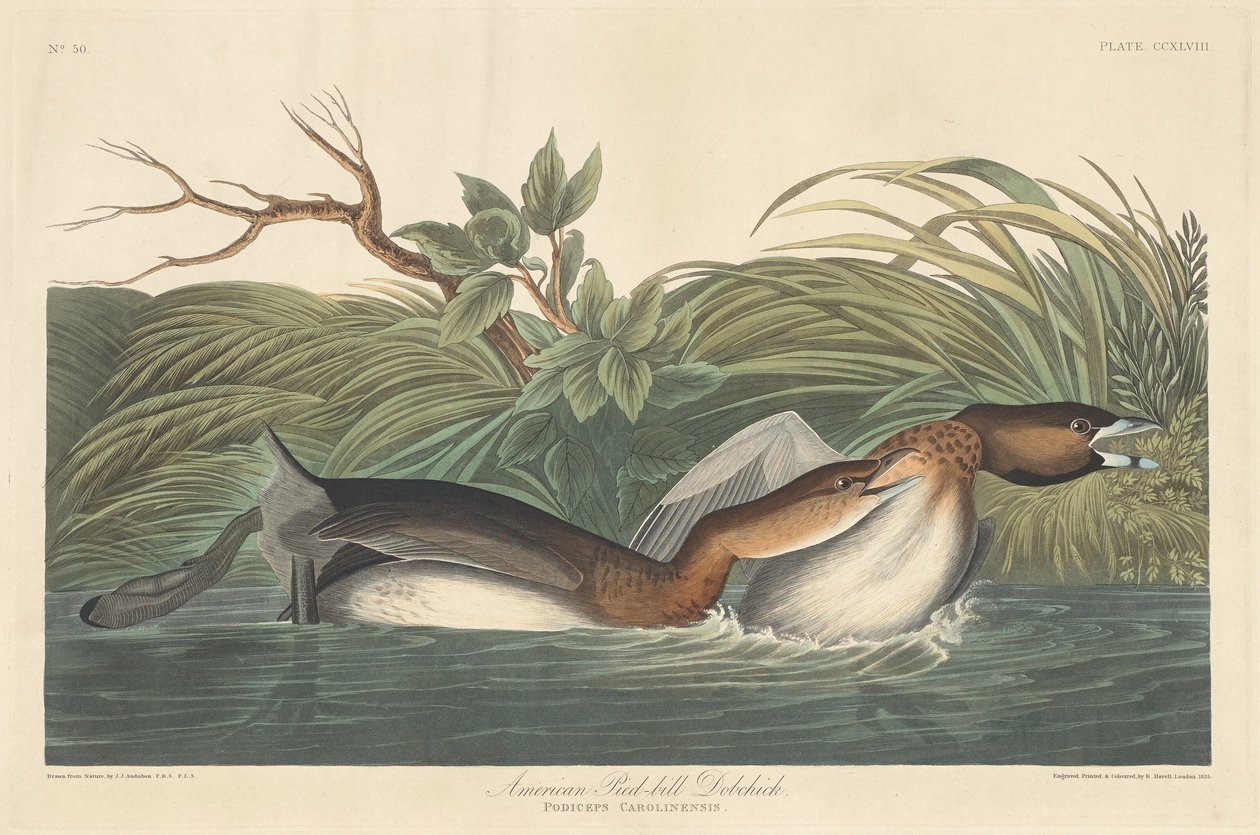 Amerikan Pied-Bill Dobchick by Robert Havell after John James Audubon