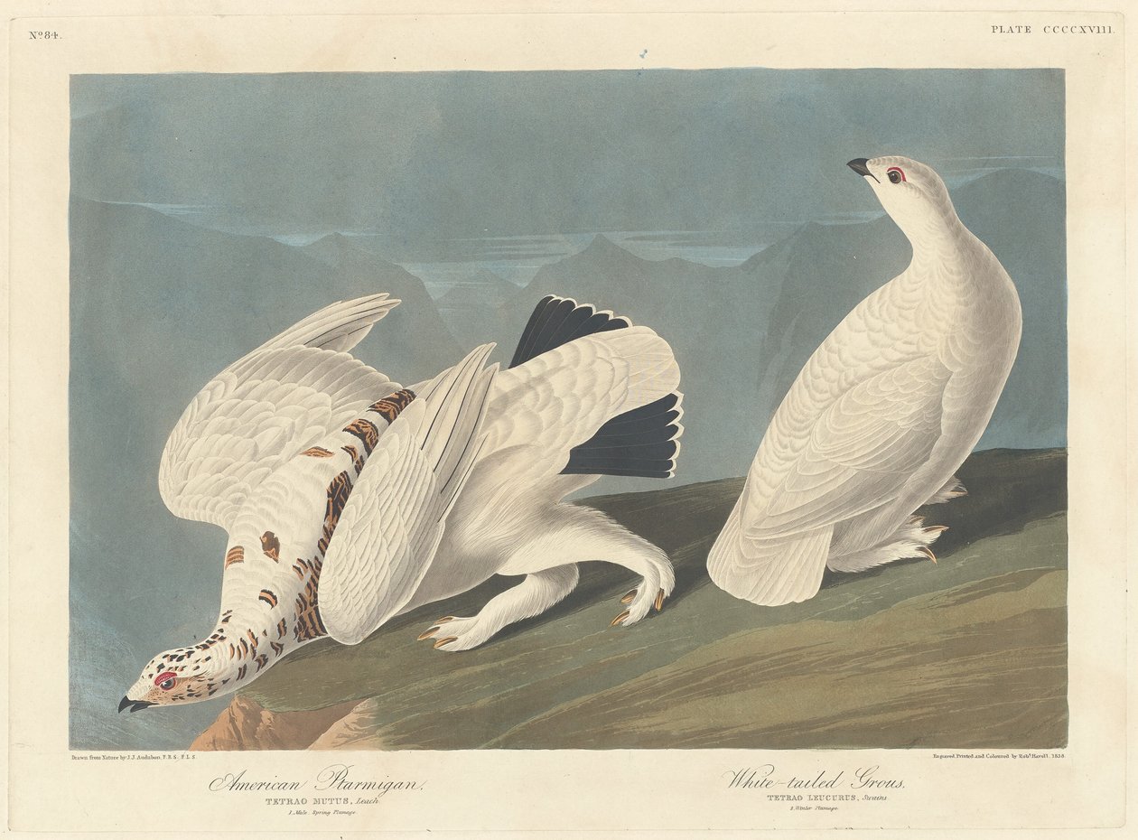 Amerikan Ptarmigan ve Ak Kuyruklu Orman Tavuğu by Robert Havell after John James Audubon