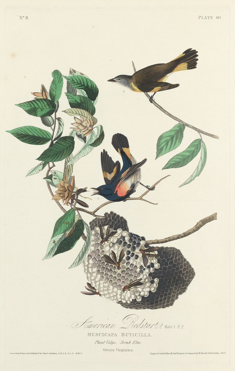 Amerikan Kızılyıldızı by Robert Havell after John James Audubon