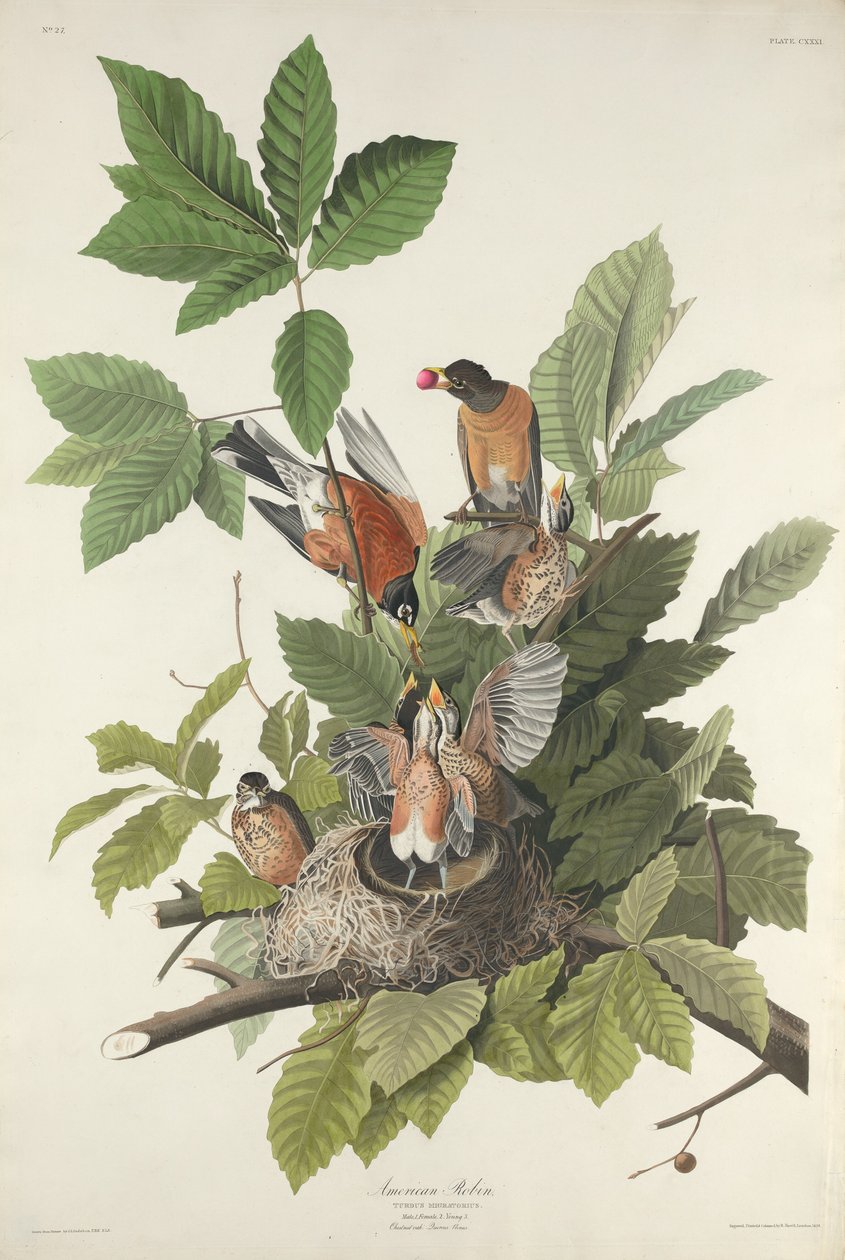 Amerikan Robin by Robert Havell after John James Audubon