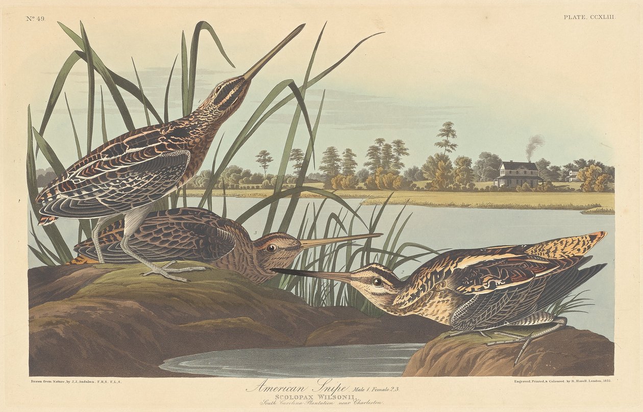 amerikan çulluğu by Robert Havell after John James Audubon