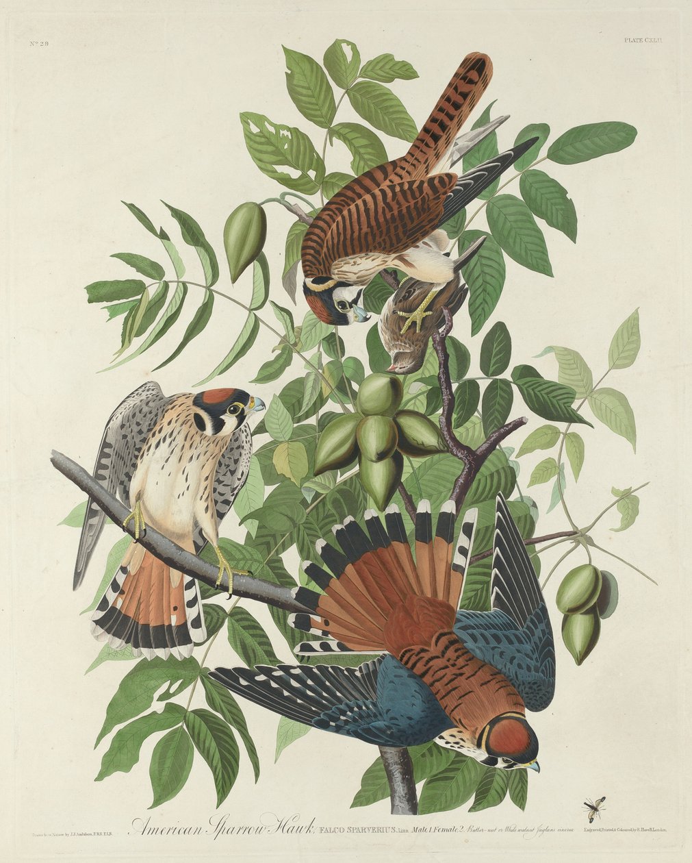 Amerikan Serçe Şahini by Robert Havell after John James Audubon