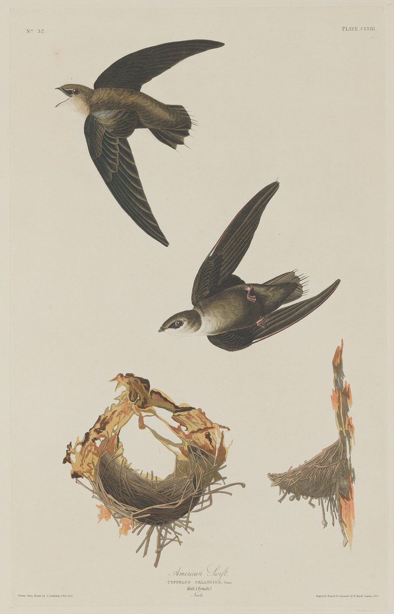 amerikan çevikliği by Robert Havell after John James Audubon
