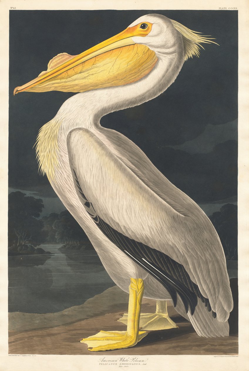 Amerikan Beyaz Pelikan by Robert Havell after John James Audubon