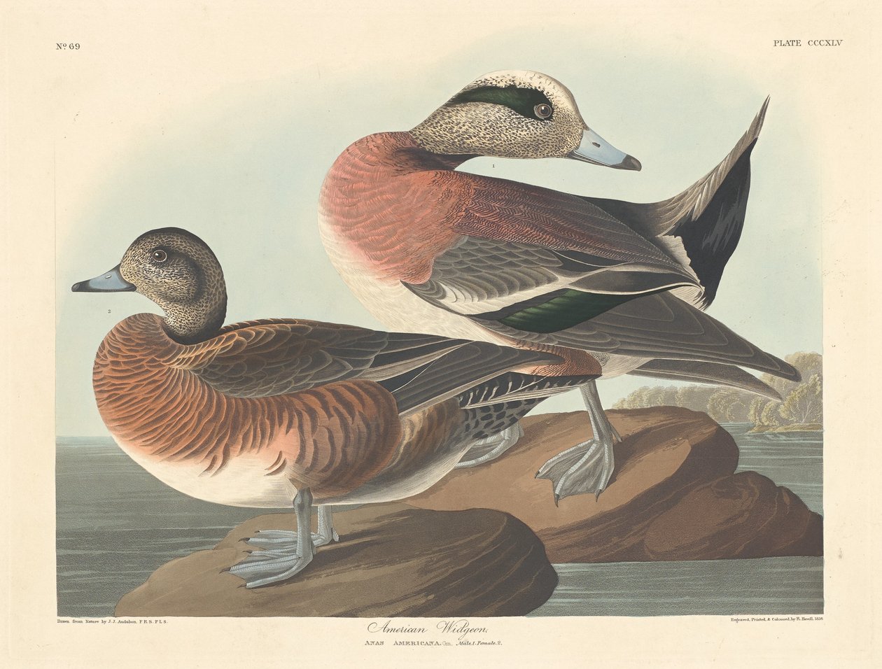 Amerikan Widgeon by Robert Havell after John James Audubon