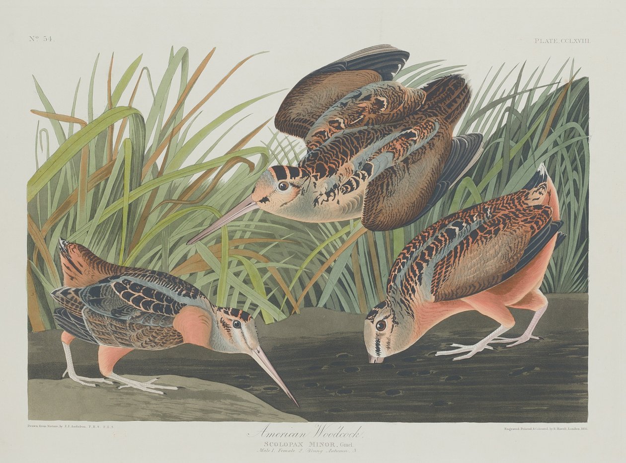 amerikan çulluğu by Robert Havell after John James Audubon