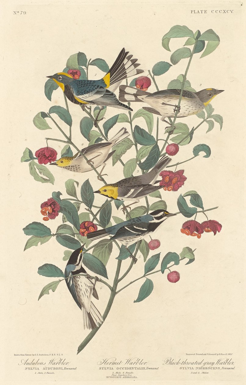 Audubon