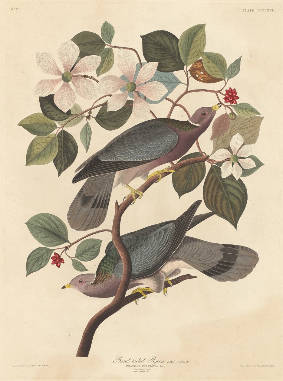 Bant kuyruklu güvercin by Robert Havell after John James Audubon