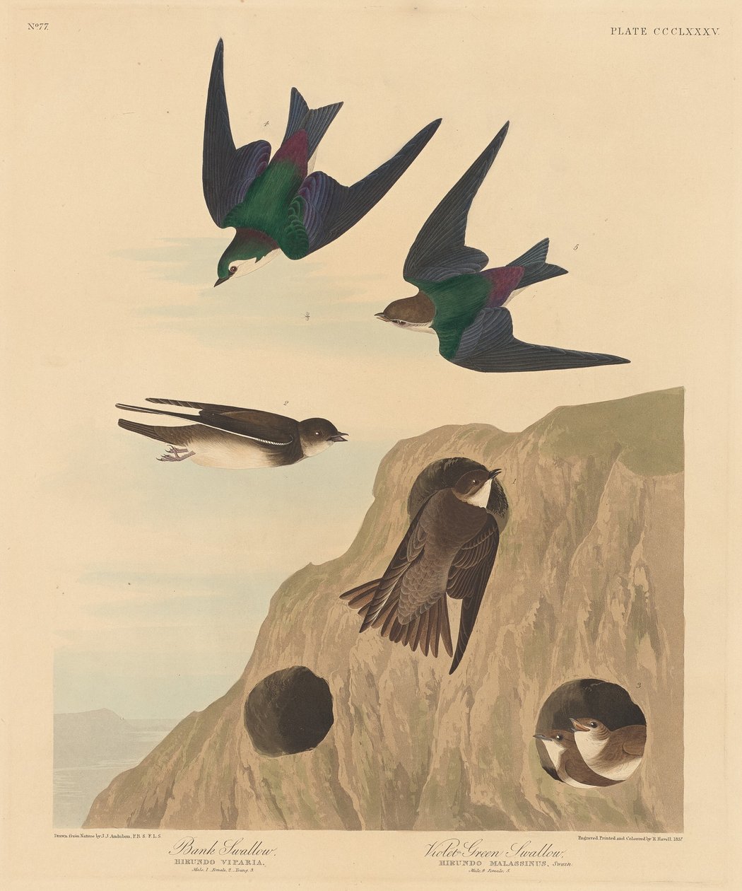 Banka Kırlangıç ve Menekşe Yeşili Kırlangıç by Robert Havell after John James Audubon