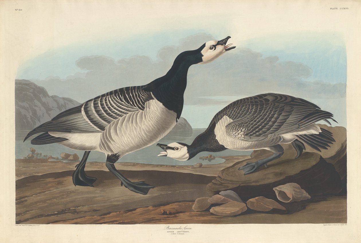 midye kaz by Robert Havell after John James Audubon