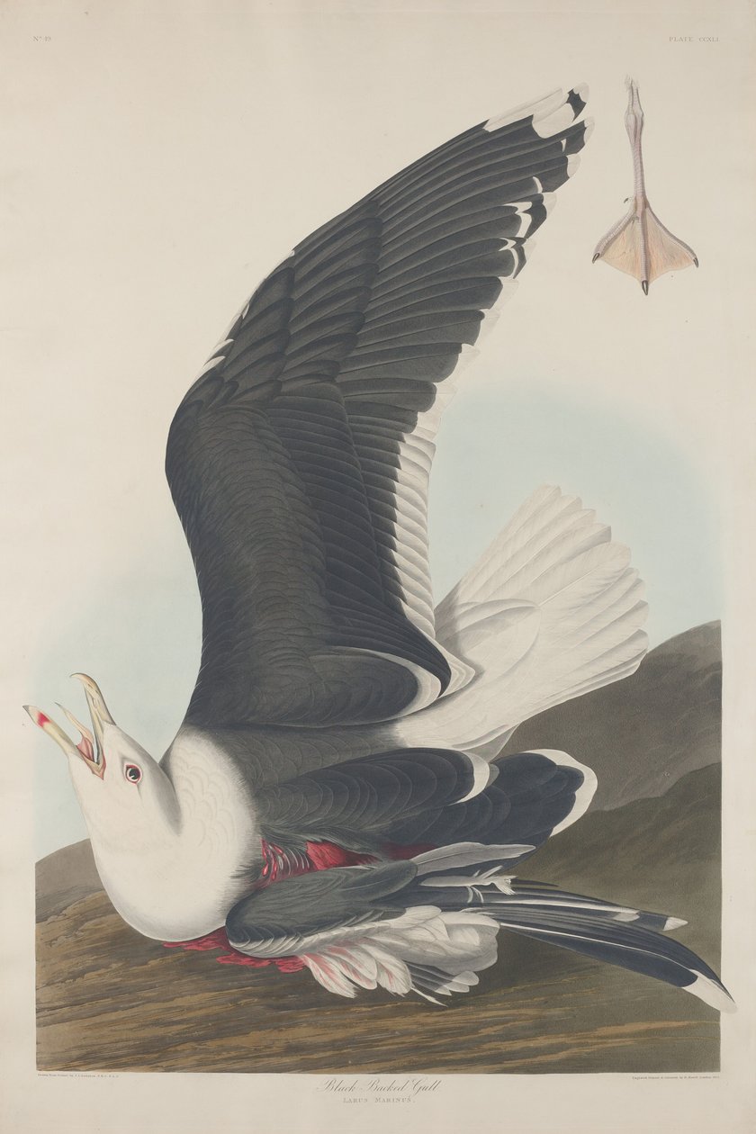 Kara Sırtlı Martı by Robert Havell after John James Audubon