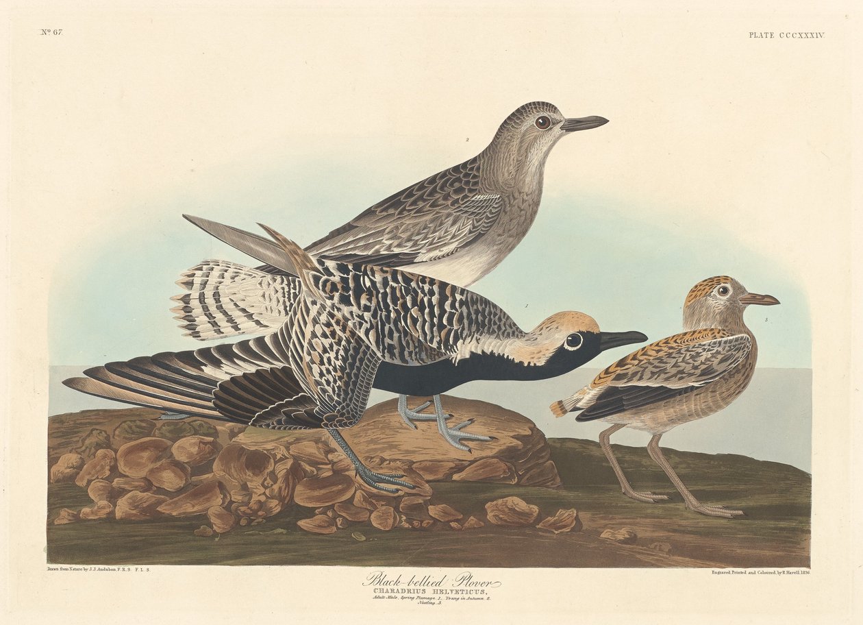 Kara karınlı Cılıbıt by Robert Havell after John James Audubon