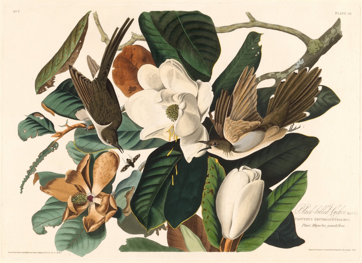 Kara gagalı guguk kuşu by Robert Havell after John James Audubon