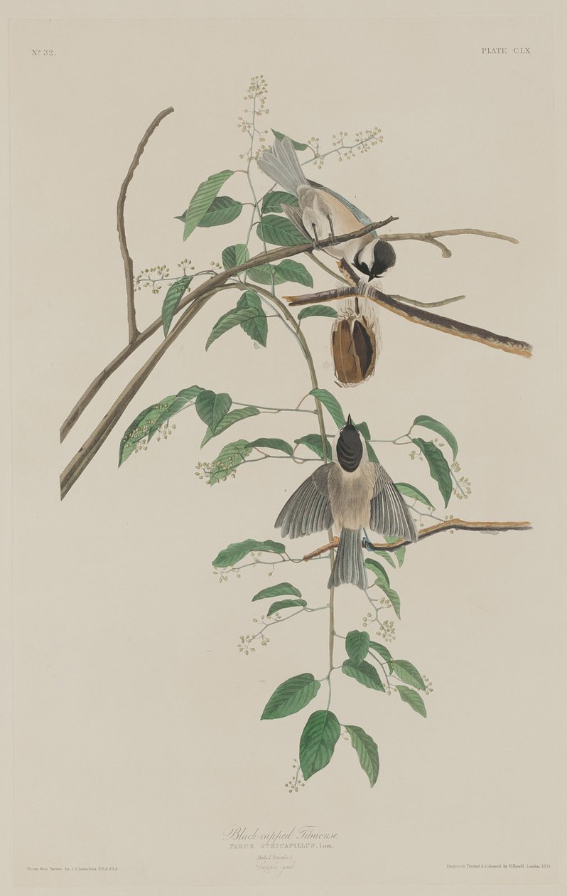 siyah başlıklı baştankara by Robert Havell after John James Audubon