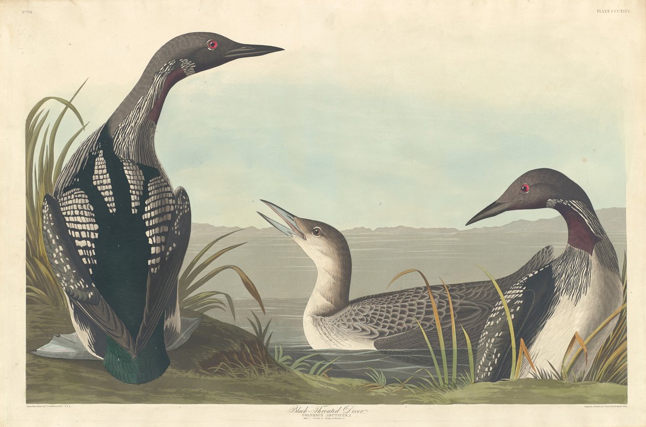 kara boğazlı dalgıç by Robert Havell after John James Audubon