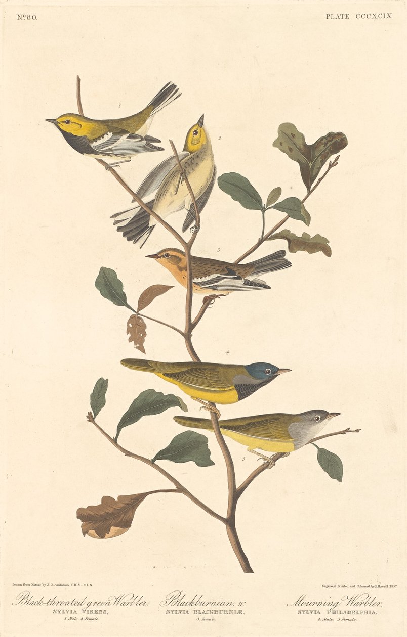 Kara boğazlı Yeşil Ötleğen, Blackburnian Ötleğen ve Yas Ötleğen by Robert Havell after John James Audubon