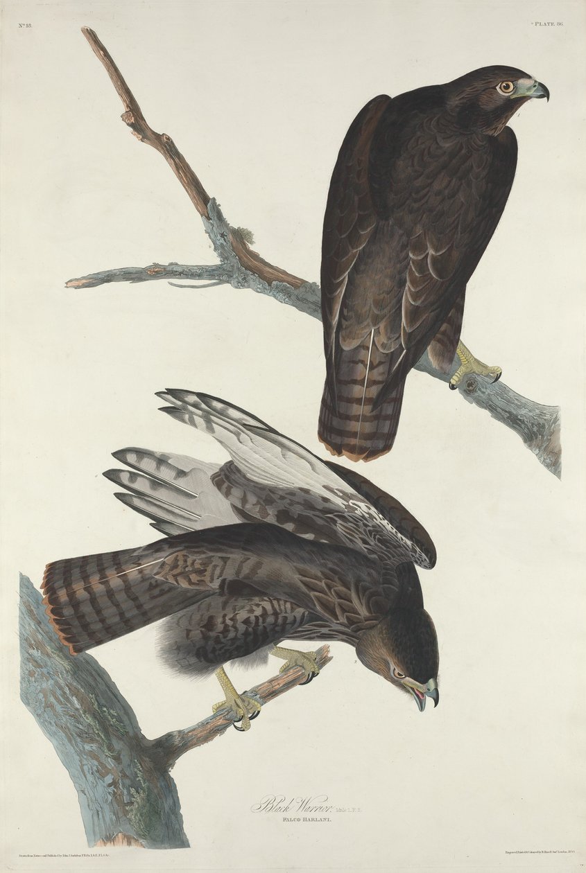 Kara savaşçı by Robert Havell after John James Audubon