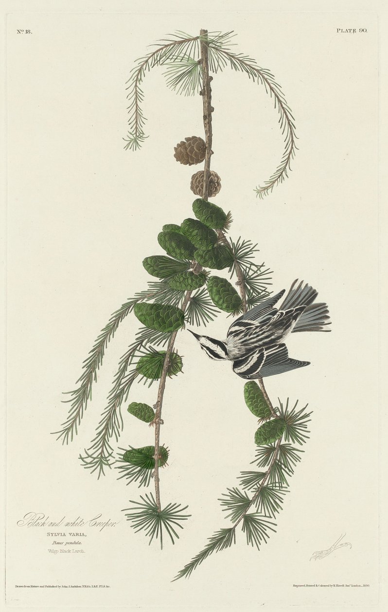 Siyah Beyaz Sürüngen by Robert Havell after John James Audubon
