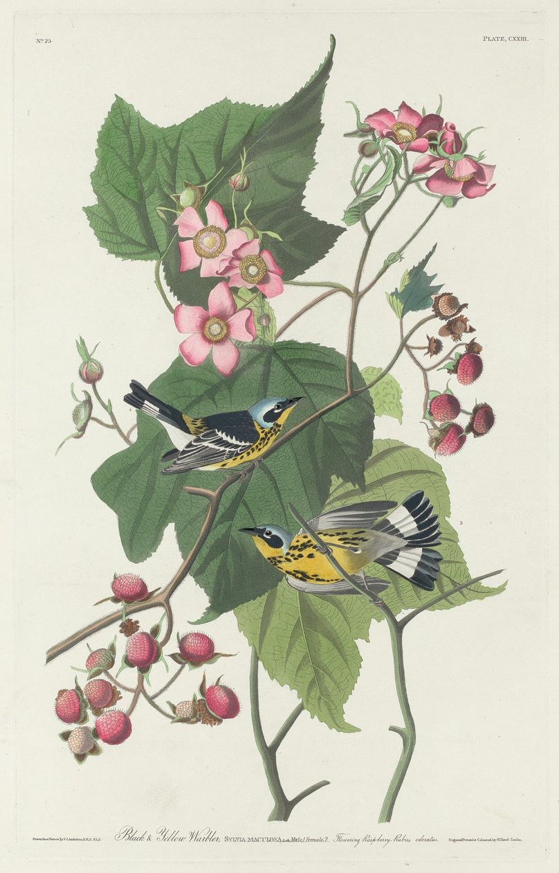 Siyah ve Sarı Ötleğen by Robert Havell after John James Audubon