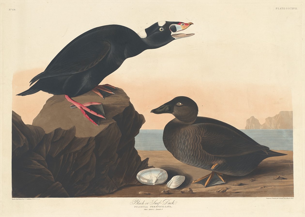 Siyah veya Sörf Ördeği by Robert Havell after John James Audubon