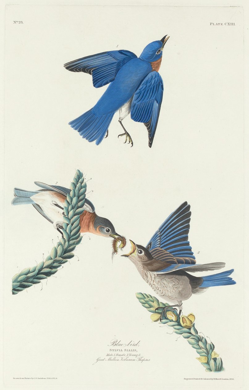 Mavikuş by Robert Havell after John James Audubon