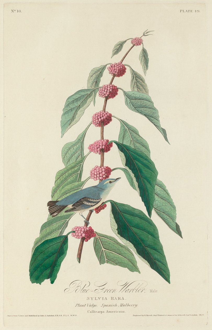 Mavi-yeşil Ötleğen by Robert Havell after John James Audubon