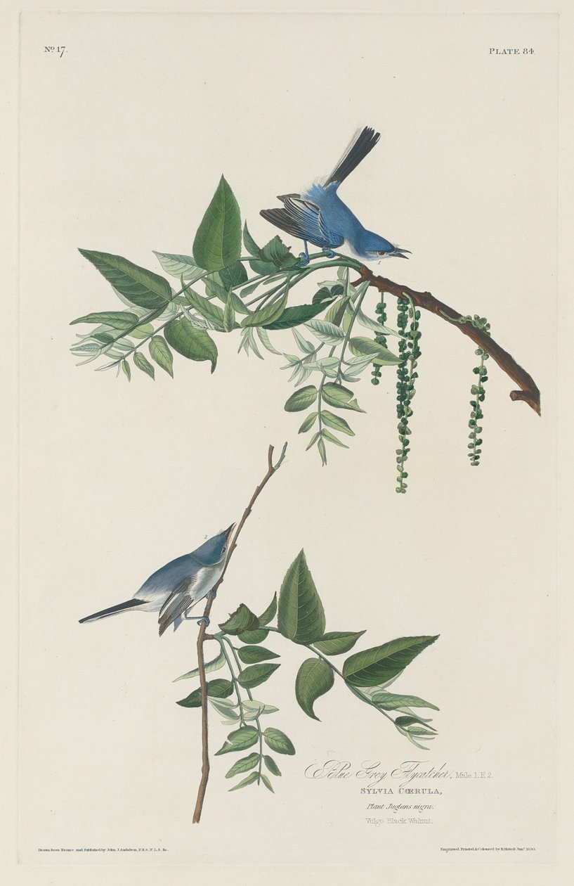 Mavi-gri Sinekkapan by Robert Havell after John James Audubon