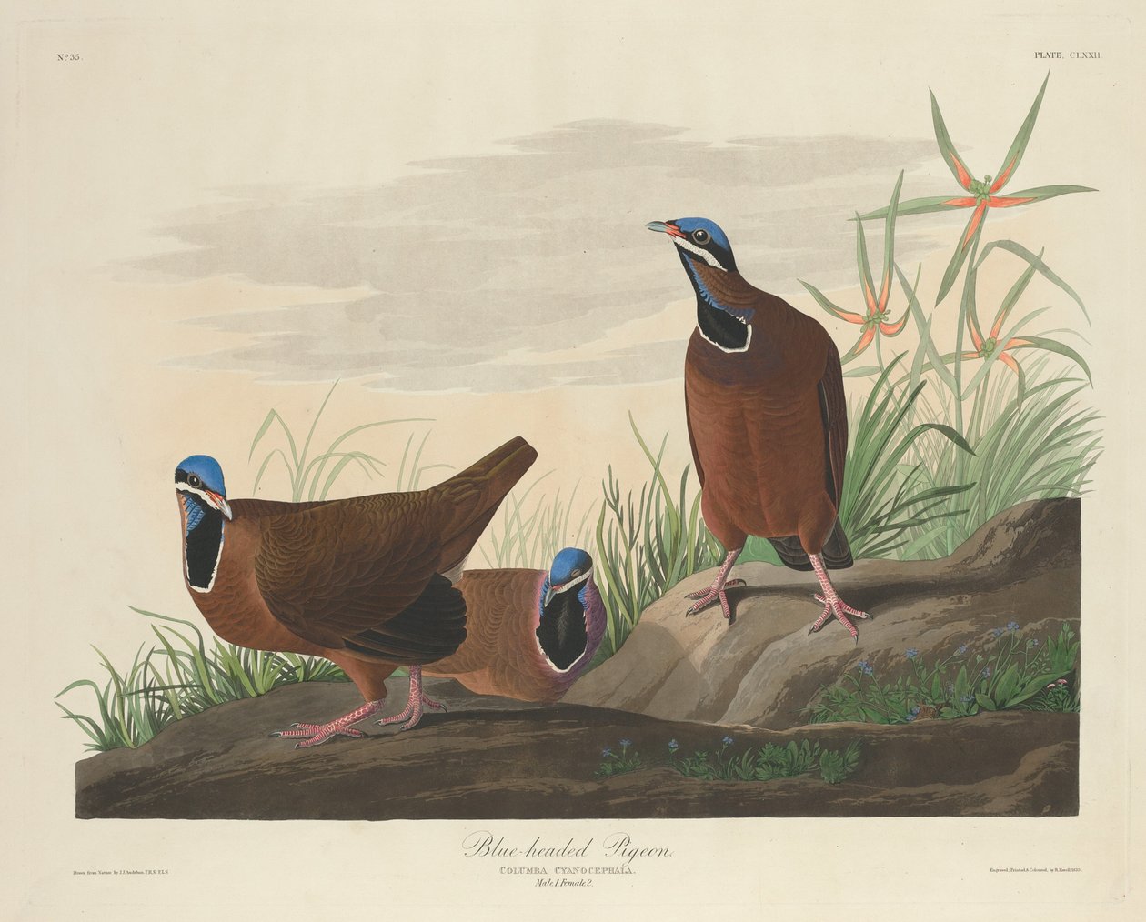 Mavi başlı güvercin by Robert Havell after John James Audubon