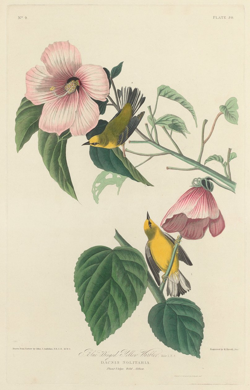 Mavi Kanatlı Sarı Ötleğen by Robert Havell after John James Audubon