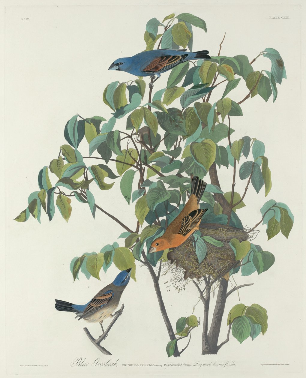 mavi grosgaga by Robert Havell after John James Audubon
