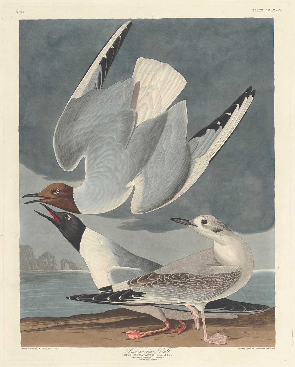 Bonapart martı by Robert Havell after John James Audubon