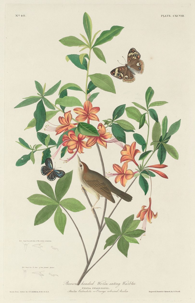 Kahverengi başlı solucan yiyen ötleğen by Robert Havell after John James Audubon