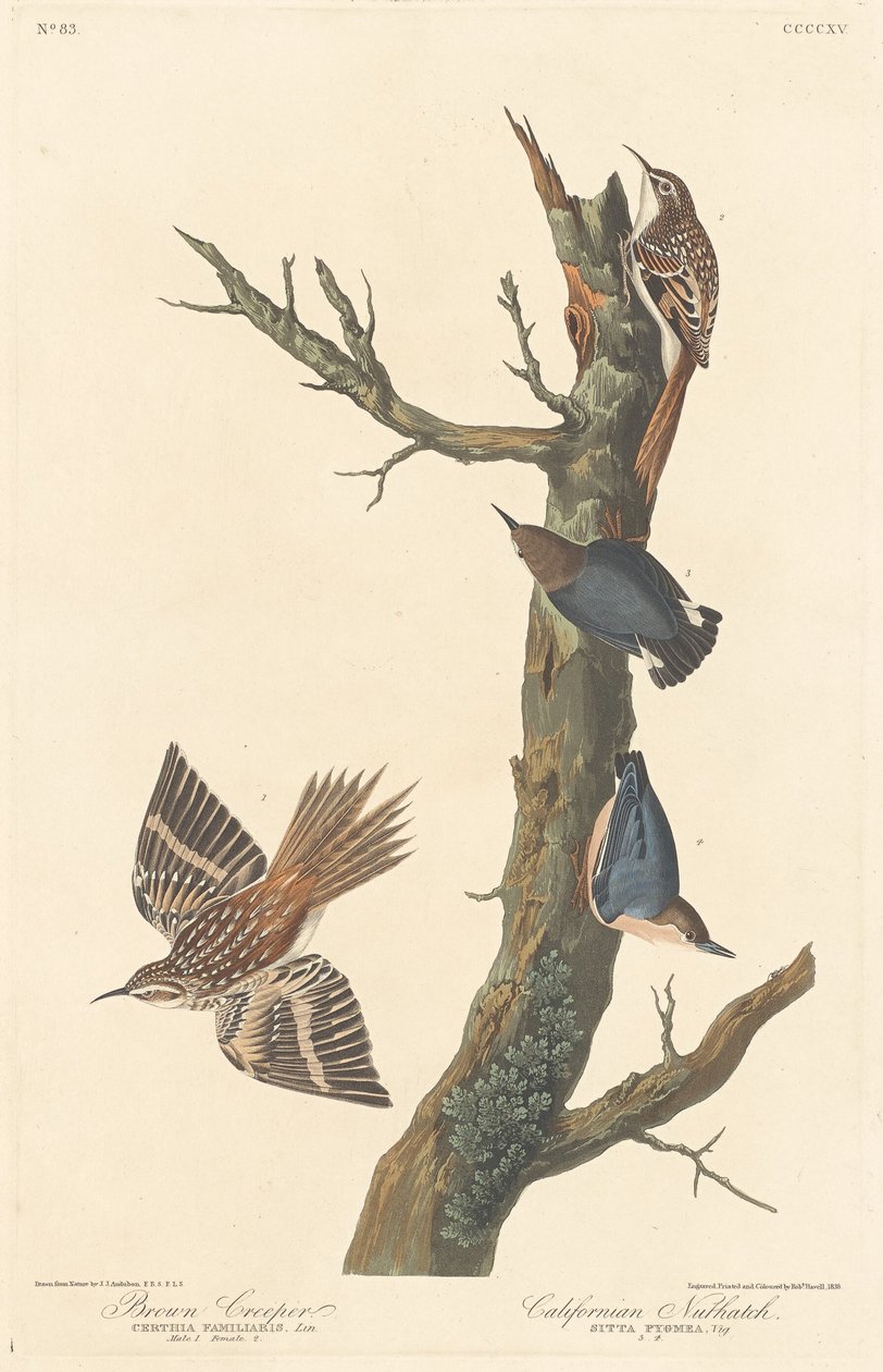 Kahverengi Sürüngen ve Kaliforniya Sıvacı Kuşu by Robert Havell after John James Audubon