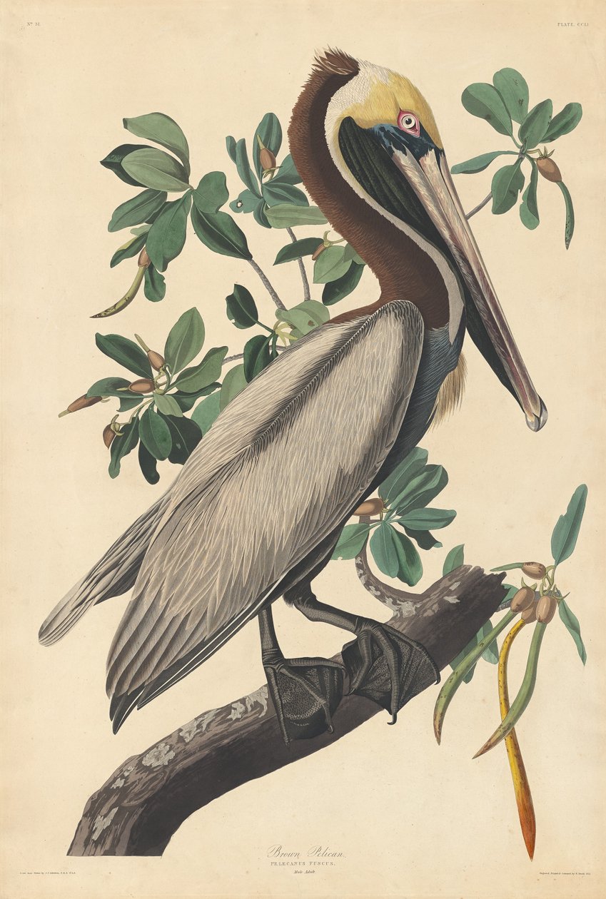 kahverengi pelikan by Robert Havell after John James Audubon