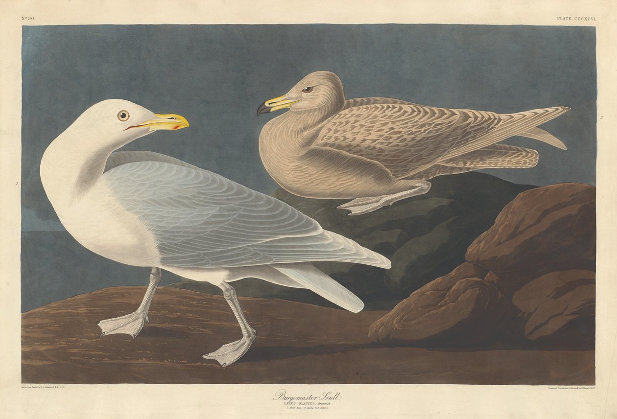 Belediye Başkanı Martı by Robert Havell after John James Audubon