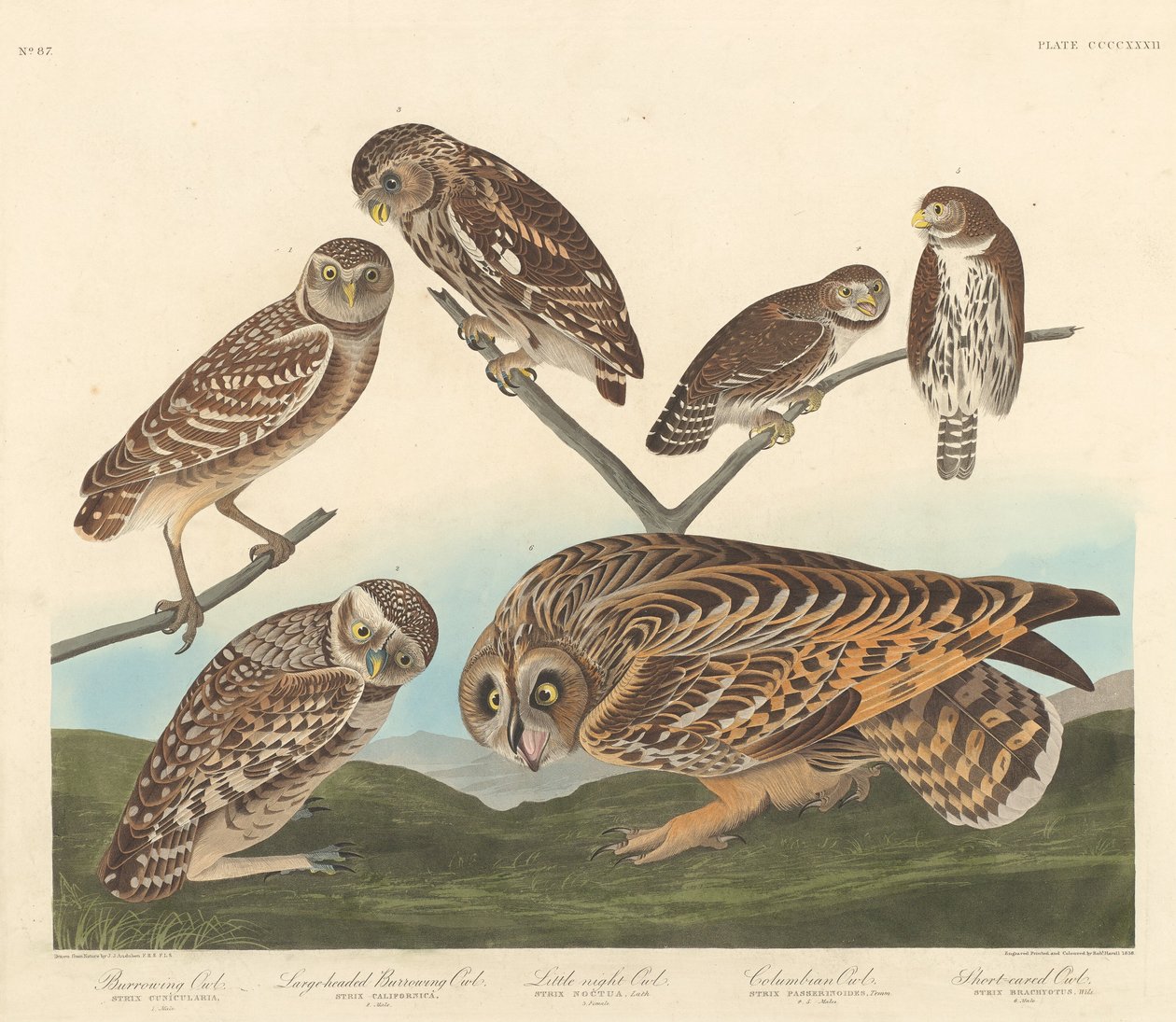Oyuk Baykuşu, Büyük Başlı Oyuk Baykuşu ve Küçük Gece Baykuşu by Robert Havell after John James Audubon