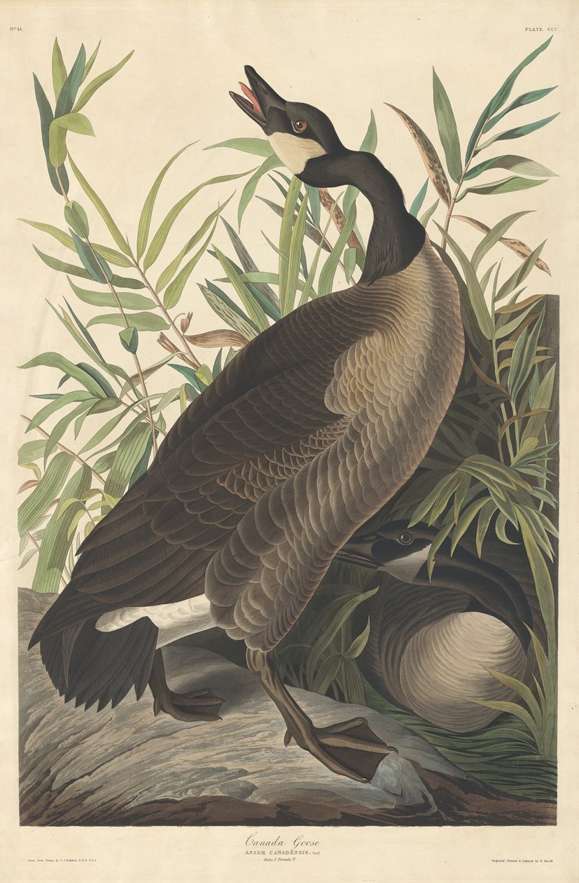 Kanada kazı by Robert Havell after John James Audubon