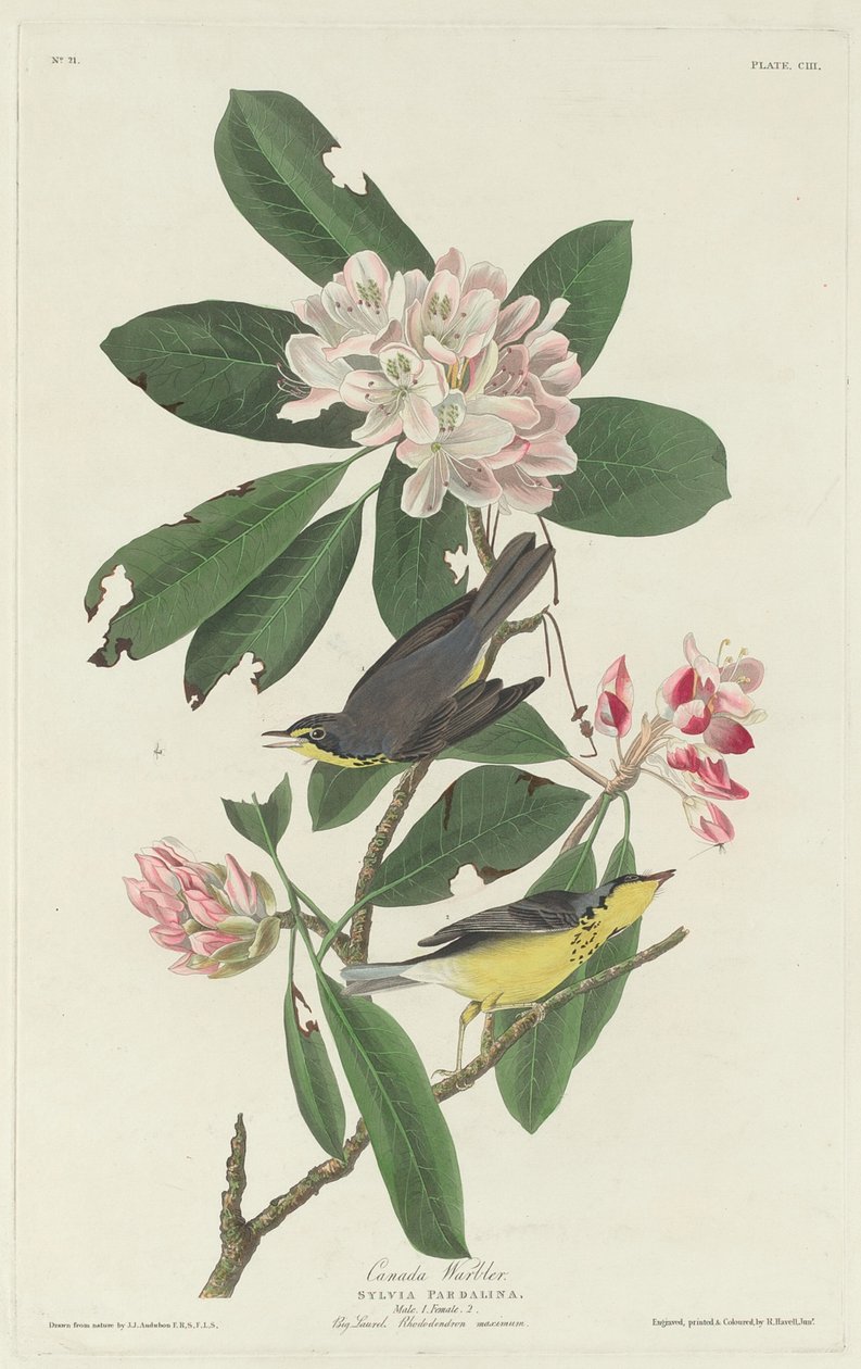 kanada ötleğen by Robert Havell after John James Audubon