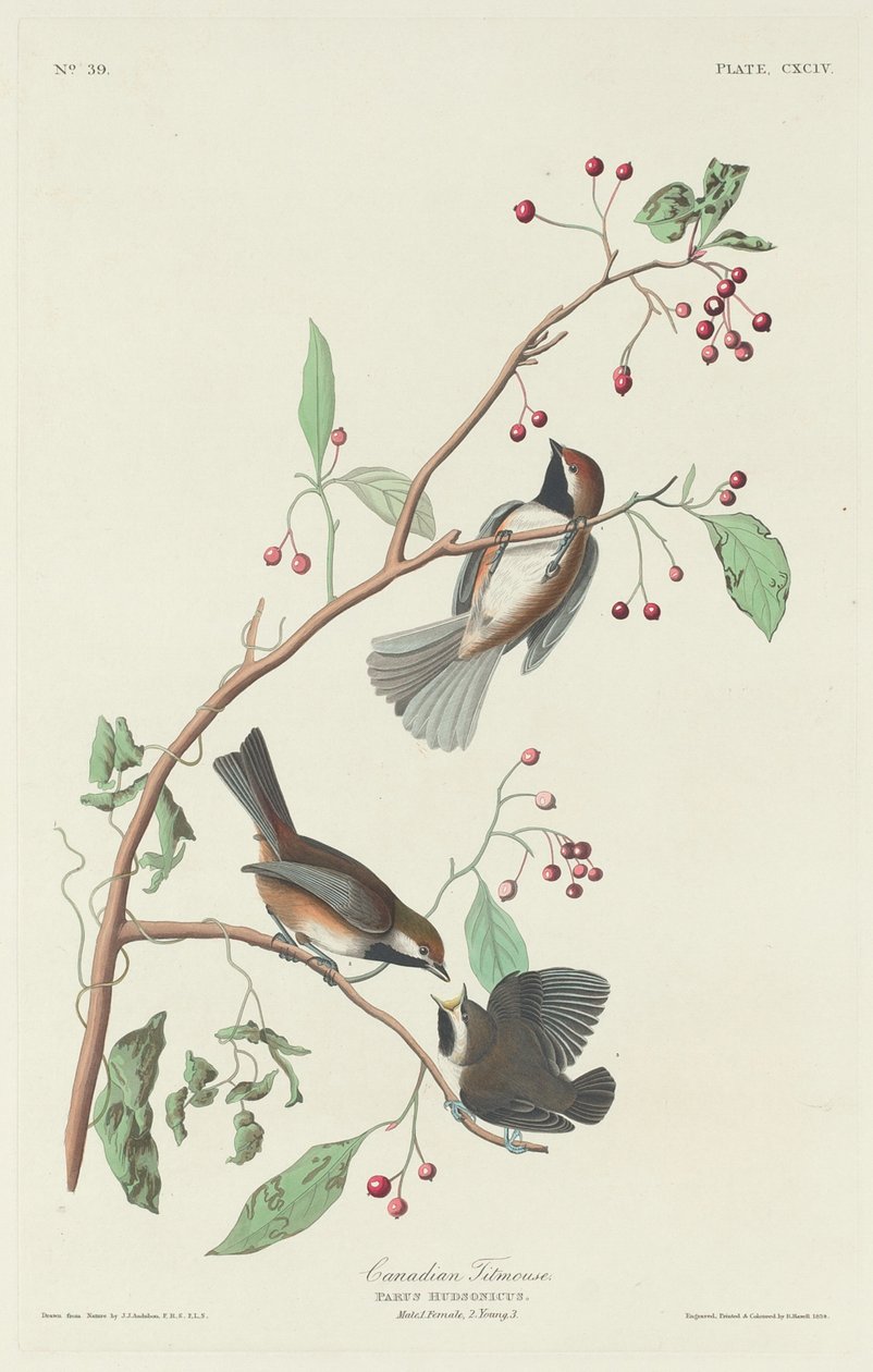 kanada baştankara by Robert Havell after John James Audubon