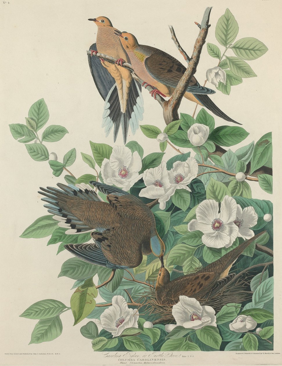 Carolina Güvercin veya Kaplumbağa Güvercini by Robert Havell after John James Audubon