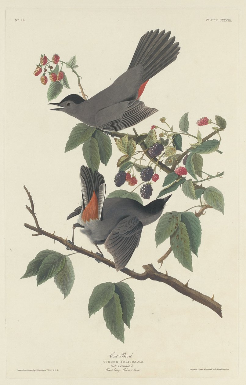 kedi kuş by Robert Havell after John James Audubon