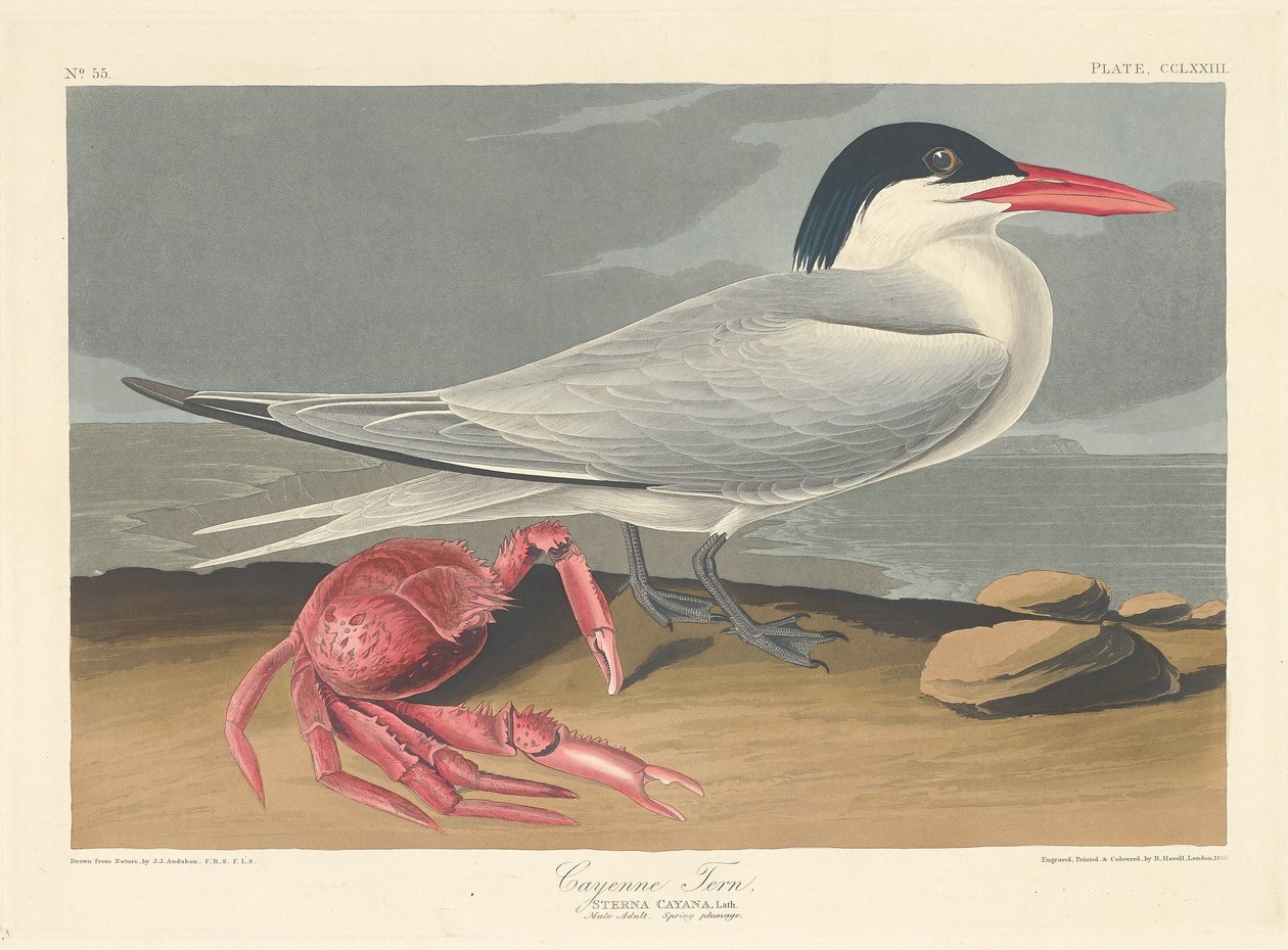 kırmızı sumru by Robert Havell after John James Audubon