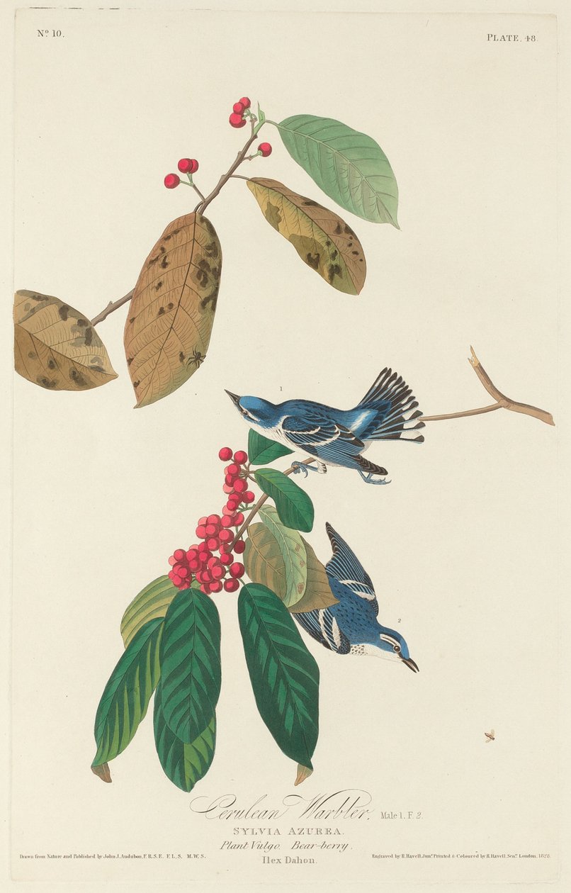 Serulean Ötleğen by Robert Havell after John James Audubon