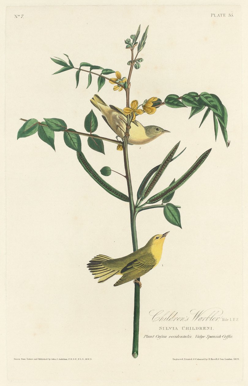 çocuk ötleğen by Robert Havell after John James Audubon