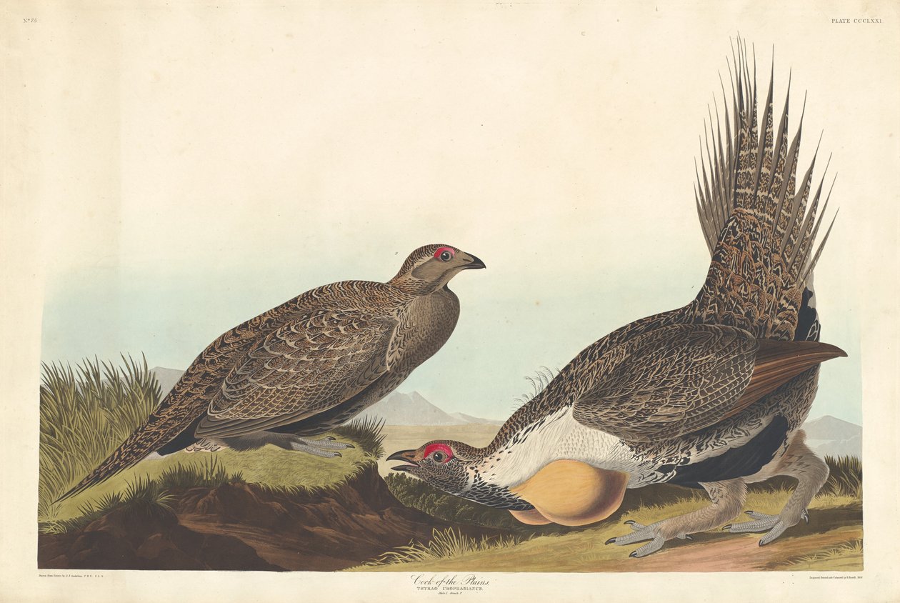 ovaların horozu by Robert Havell after John James Audubon