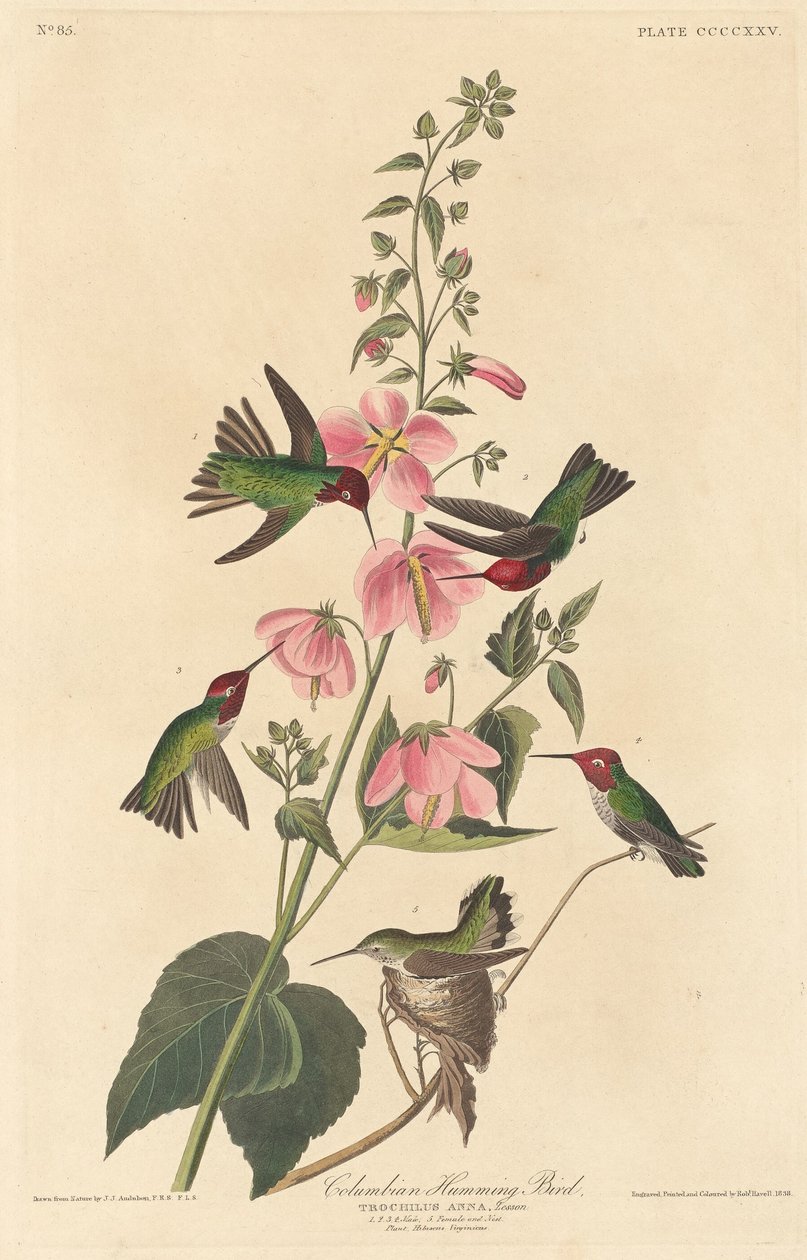 Kolomb Sinekkuşu by Robert Havell after John James Audubon